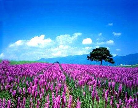 ������˹