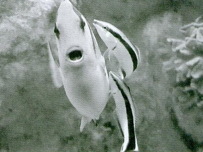 Fish Punish Fish for Bad Manners