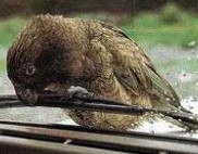 Kea ��������