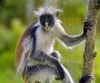 Red Colobus Monkey �����