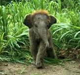 Asian Elephant ������