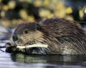 Beaver ����