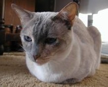 һֻè��������ѧ