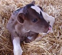 �¸�ţ���ɹ��Ծ�