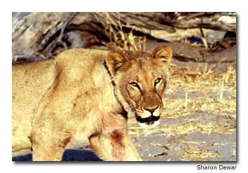 A large and intimidating-looking female lioness prowls along Botswana��s Khwai River.