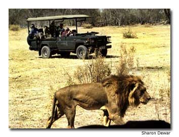 Travelers on safari get up close and personal with a male African lion in Botswana��s Moremi Reserve.