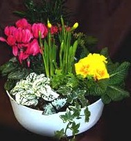 ֲ�������� Firmly Planted