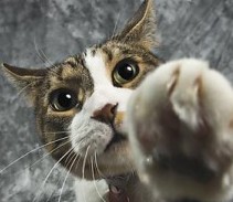 ����èè���� Something You Should Know about Cat