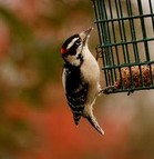 ���Ų������� The Secret