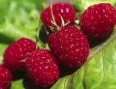͵��ݮ Rustling Raspberries
