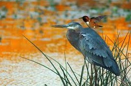 ��������� Heron and Hummingbird