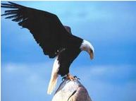 ��ӥ������ Rebirth of the Eagle