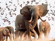 An Elephant Never Forgets�����ܹ�Ŀ����