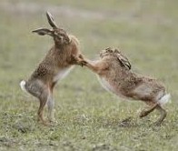 March Hares Are Mad ���µ����Ӻܷ�� 
