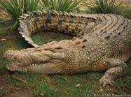 Crocodiles Are Crybabies ���㰮�ޱ���