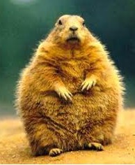 Groundhogs Can Predict the Arrival of Spring �������ܱ���