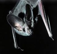 Are Bats Really Blind? ������������Ϲ? 