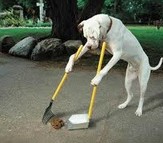 You Can't Teach an Old Dog New Tricks �Ϲ�ѧ�����°�Ϸ