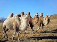 Do Camels Really Store Water in Their Humps? �������ˮ�����շ���?