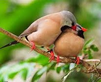 �����Ĵ��� Just One Kiss! 