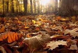 �ػ����� Nothing Gold Can Stay