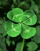 �İ���Ҷ��