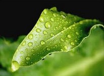 ���̡��ⰻȻ Green Expressions