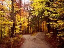 δѡ���· The Road Not Taken