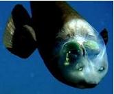 һĿ��Ȼ������ Small, but Very Different