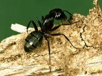 ������õķ�������� The Perfect Landlords and Tenants