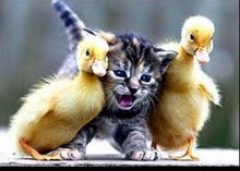 ������䣺��Ӱ������ Photo Fun