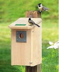 ��Ҷ��� Roosts