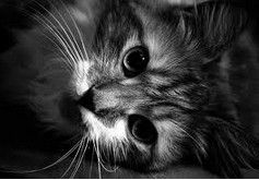 è֮�� The Cat Thing